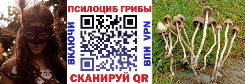 Псилоцибиновые грибы Psilocybine cubensis  МЕГА ONION  Тогучин  купить наркотики сайты 